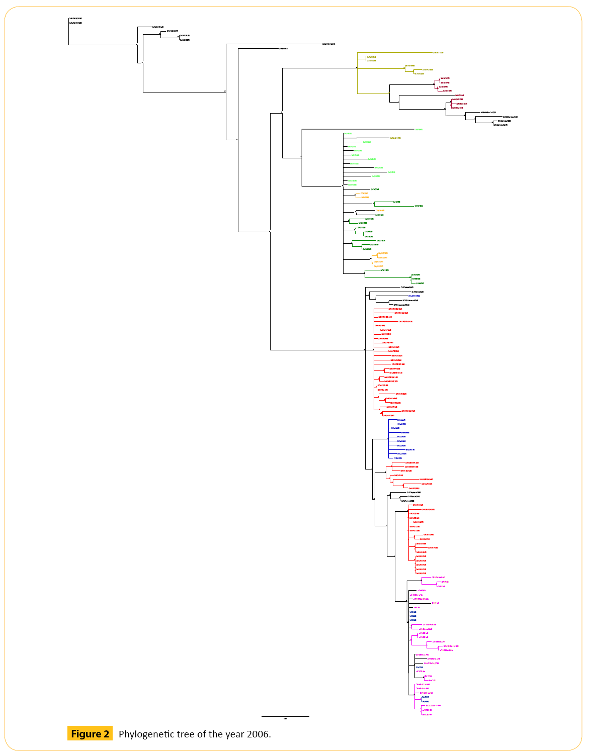what information would a phylogenetic tree give us